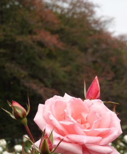 autumn-rose_02