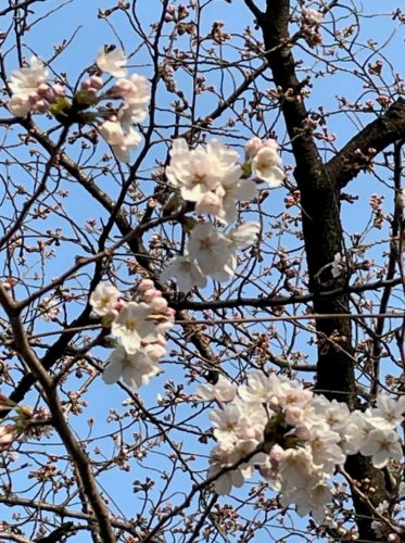 cherry-blossoms_02