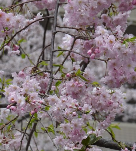 cherry-blossoms_04