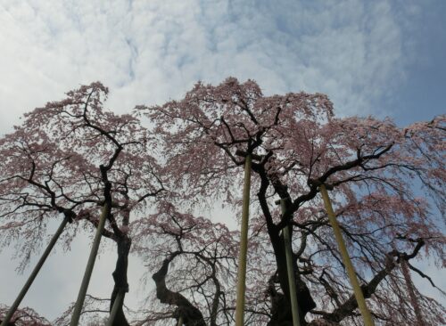 cherry-blossoms_miharu01